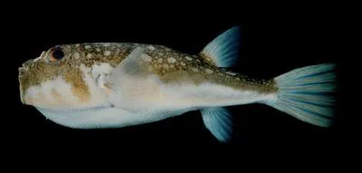 Evileye blaasop (Amblyrhynchotes honckenii)
