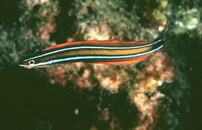 Ewa blenny (Plagiotremus ewaensis)