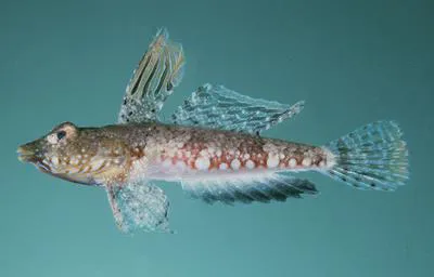 Exclamation point dragonet (Synchiropus corallinus)