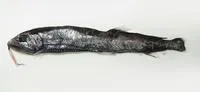 Exotic snaggletooth (Eupogonesthes xenicus)