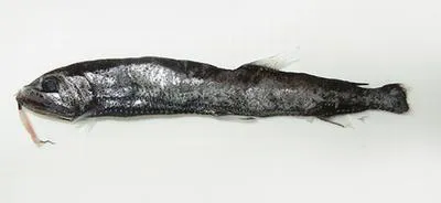 Exotic snaggletooth (Eupogonesthes xenicus)