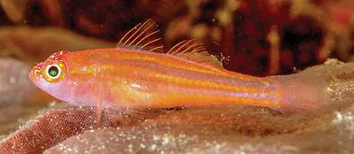 Exquisite pygmy goby (Trimma preclarum)