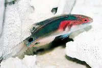 Exquisite wrasse (Cirrhilabrus exquisitus)