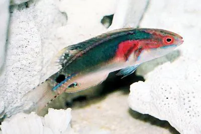 Exquisite wrasse (Cirrhilabrus exquisitus)