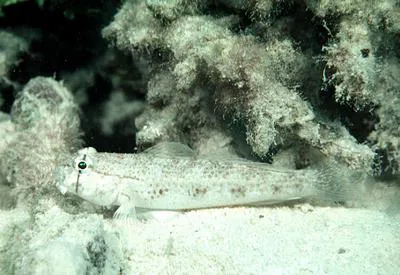 Eye-bar goby (Gnatholepis anjerensis)