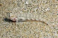 Eyebar goby (Gnatholepis cauerensis cauerensis)