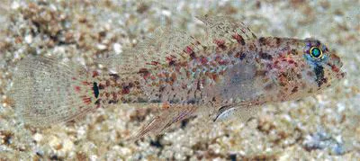Eyebar spiny goby (Asterropteryx spinosa)