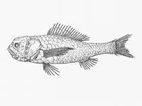 Eyebrow bigscale (Melamphaes longivelis)