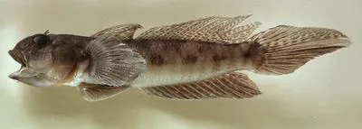 Eyebrow goby (Oxyurichthys ophthalmonema)