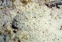 Eyed flounder (Bothus ocellatus)
