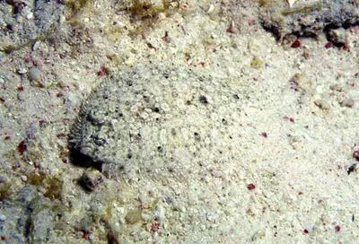 Eyed flounder (Bothus ocellatus)