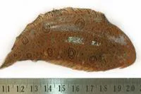 Eyed sole (Heteromycteris oculus)