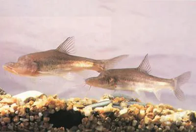 Eyeless golden-line fish (Sinocyclocheilus anophthalmus)