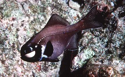 Eyelight fish (Photoblepharon palpebratum)