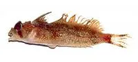 Eyeshade sculpin (Nautichthys pribilovius)