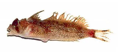 Eyeshade sculpin (Nautichthys pribilovius)