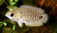 Eyespot ctenopoma (Ctenopoma ocellatum)