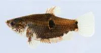 Eyespot gourami (Parasphaerichthys ocellatus)