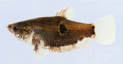 Eyespot gourami (Parasphaerichthys ocellatus)