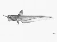 Eyespot grenadier (Coelorinchus argus)