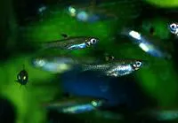 Eyespot rasbora (Brevibora dorsiocellata)