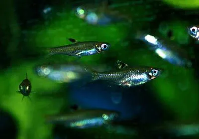 Eyespot rasbora (Brevibora dorsiocellata)