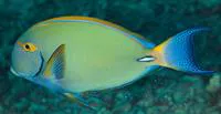Eyestripe surgeonfish (Acanthurus dussumieri)