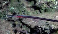 Facciola's sorcerer (Facciolella oxyrhyncha)