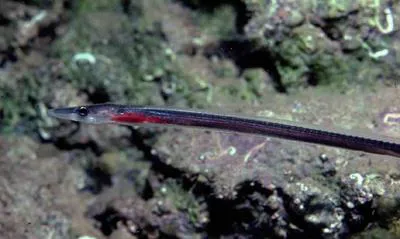 Facciola's sorcerer (Facciolella oxyrhyncha)
