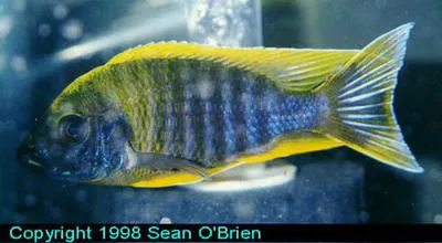 Fairy cichlid (Aulonocara jacobfreibergi)