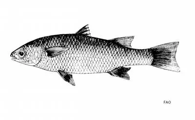 Fairy mullet (Agonostomus telfairii)