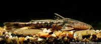 Falcate chameleon catfish (Acrochordonichthys gyrinus)