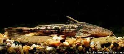 Falcate chameleon catfish (Acrochordonichthys gyrinus)