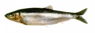 Falkland sprat (Sprattus fuegensis)