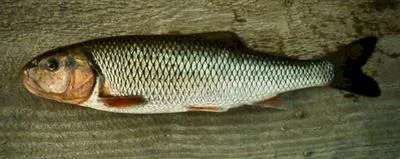 Fallfish (Semotilus corporalis)