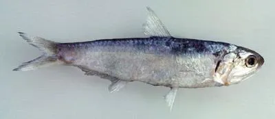 False baelama anchovy (Thryssa encrasicholoides)