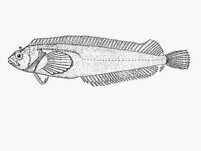 False Bay klipfish (Clinus latipennis)