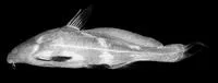 False black lancer (Bagrichthys macropterus)