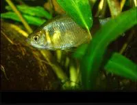 False black tetra (Gymnocorymbus thayeri)