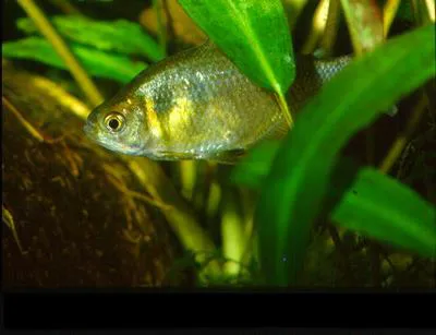 False black tetra (Gymnocorymbus thayeri)