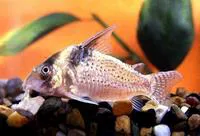 False blochi catfish (Corydoras delphax)