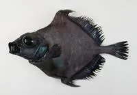 False boarfish (Neocyttus helgae)