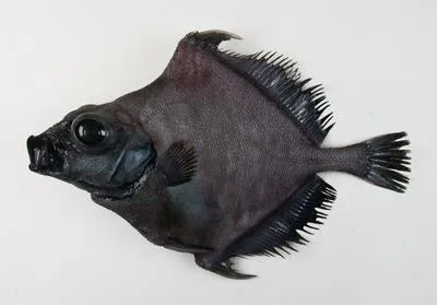 False boarfish (Neocyttus helgae)