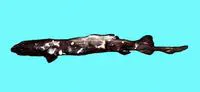 False catshark (Pseudotriakis microdon)