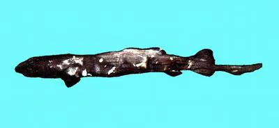 False catshark (Pseudotriakis microdon)