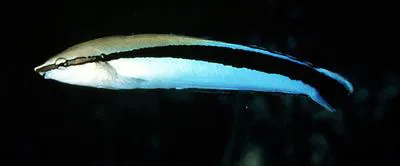 False cleanerfish (Aspidontus taeniatus)