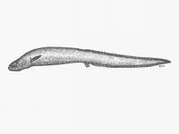False cusk (Parabrotula plagiophthalma)