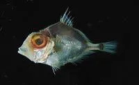False dory (Cyttomimus affinis)