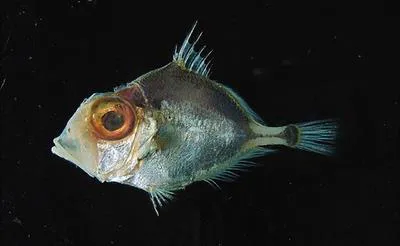 False dory (Cyttomimus affinis)