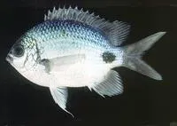 False-eye sergeant (Abudefduf sparoides)